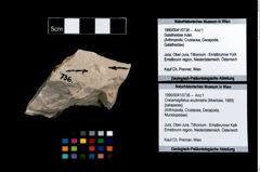 Foto (Objekt + Etikett) von Cracensigillatus acutirostris (Moericke, 1889)  (NHMW-GEO-1990-0041-0736)